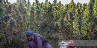 afghanistan-weed