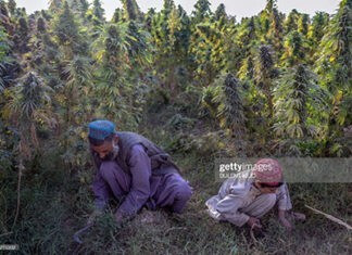 afghanistan-weed