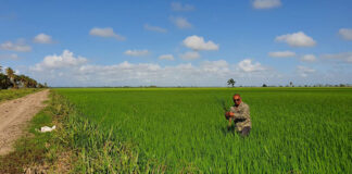 guyana-rice-field