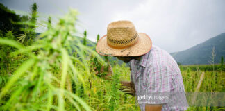 hemp-field