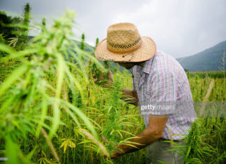 hemp-field