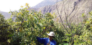 Avocado-tree-in-Apurimac