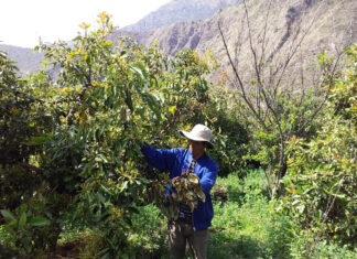 Avocado-tree-in-Apurimac