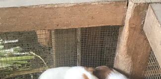 Guinea-Pigs--peru