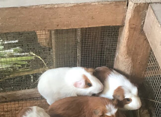 Guinea-Pigs--peru