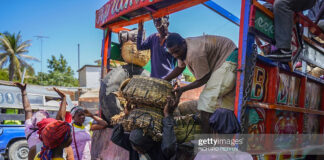 haiti-life