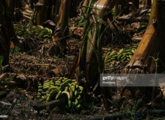 damaged-plantain-plantations