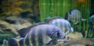 Close-up of group of tilapia at underwater.