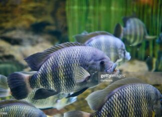 Close-up of group of tilapia at underwater.