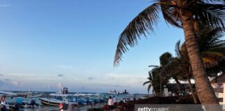 caribbean-sargassum