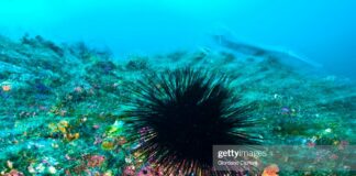 sea urchins-caribbean