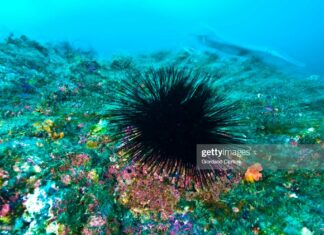 sea urchins-caribbean