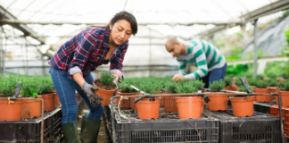 latin-america-greenhouse