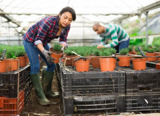 latin-america-greenhouse