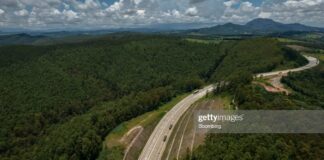 Brazil’s Eucalyptus Industry