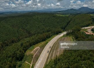 Brazil’s Eucalyptus Industry