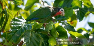 bahamas-parrot-caribbean-travel