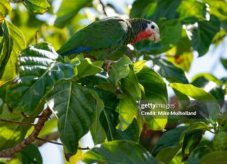 bahamas-parrot-caribbean-travel