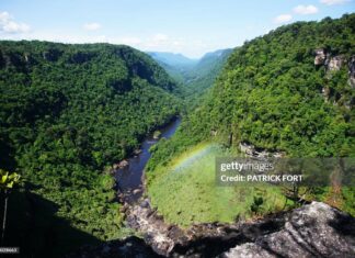 guyana-forests