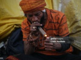 cannabis-india