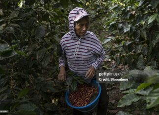 guatemala-coffee