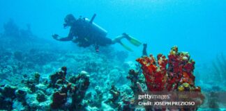 caribbean-coral-reefs