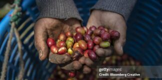 guatemala-coffee-under-threat