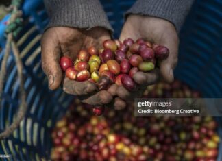 guatemala-coffee-under-threat