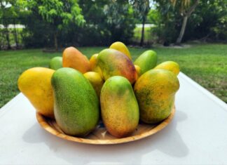 island-space-mango-festival